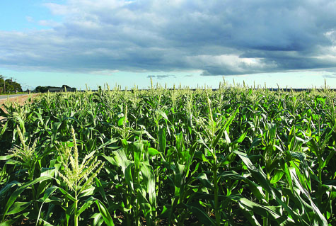 Phillip Schmitt and Sons Farm's corn field in Riverhead in 2011. (Credit: Barbaraellen Koch, file)