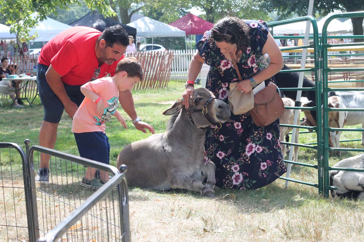 A family pets a donkey laying down at the Hallockville Country Fair