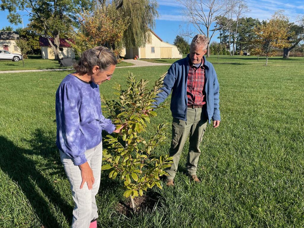 The American chestnut makes a comeback