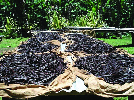 Vanilla beans curing in the sun on the island of Tahaa, one of the many islands surrounding Tahiti, and the primary source of Tahitian vanilla.