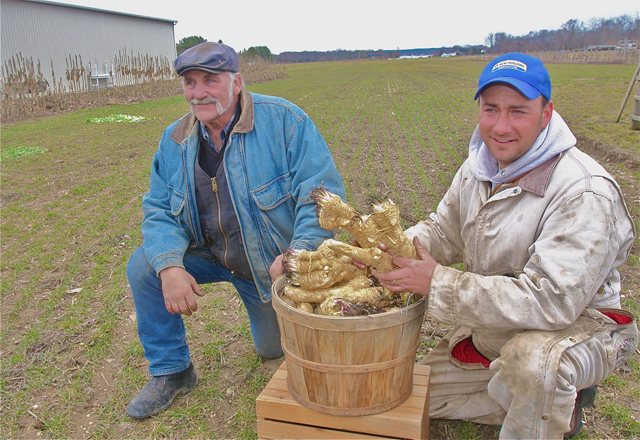 Bayview Farm owner Paul Reeve (right) with his semi-retired farmer Uncle George Reeve local horseradish root they have been busy grinding up for sale in the farmstand. (Credit: Barbaraellen Koch)