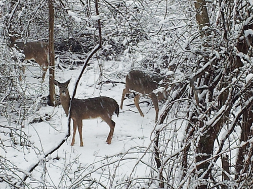 Deer on Deep Hole Drive in Mattituck. (Lynette Dallas courtesy file photo) 