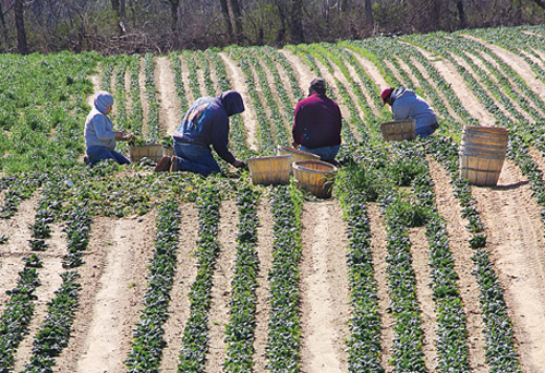Farm workers harvesting spinach at Bayview Farm on the Main Road in Aquebogue. Photo by Barbaraellen Koch.