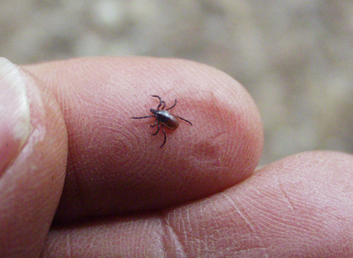 DANIEL GILREIN COURTESY PHOTO | An adult deer tick, which are known to  carry pathogens causing Lyme disease, babesiosis or anaplasmosis. Adult ticks are active in spring and late fall, according to Daniel Gilrein, entomologist at Cornell Cooperative Extension of Suffolk County.