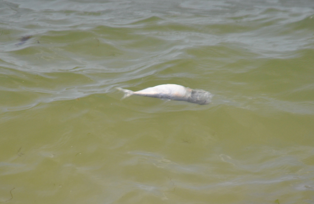 A dead bunker fish floating near the shoreline at Nassau Point Sunday morning. (Credit: Grant Parpan)