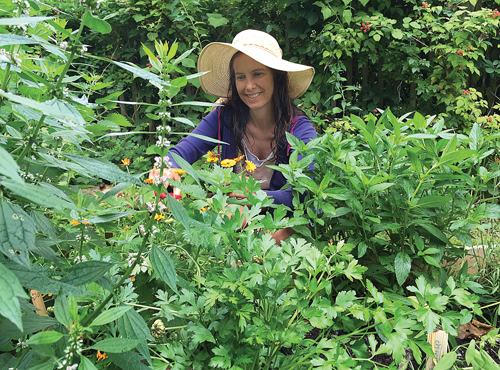 New Suffolk herbalist Heather Cusack trims herbs last Thursday in a garden at Peconic Land Trust in Cutchogue. Ms. Cusack, who is currently leading community workshops about herbs, says the plants are useful for more than just cooking. (Credit: Rachel  Young photos)