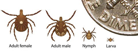 Lone star ticks at different stages of their life cycle, with recently hatched larvae at right. (Credit: Centers for Disease Control)