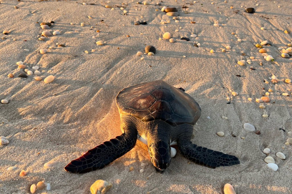 Amid spike in cold-stunned turtles, rescue group encourages beachgoers ...