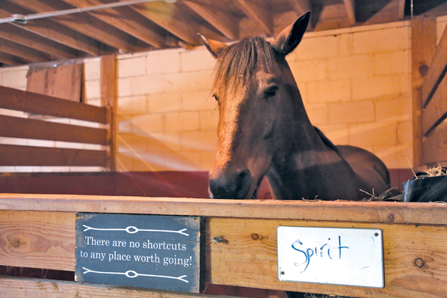 Ms. Striano's horse Spirit, who inspired her organization's name. (Credit: Krysten Massa)