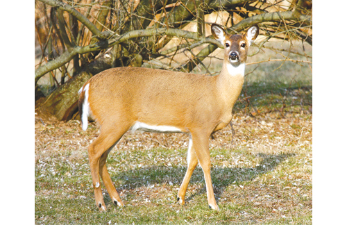 Deer cull opponents — an unlikely combination of hunters and animal advocates — have called the federally run hunt inhumane and a threat to hunters’ rights. Others say deer are a threat to human life and property. (Credit: file photo)