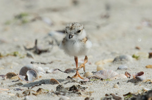 A newly hatched piping plover photographed last Thursday on Cedar Beach in Southold. (Credit: Tom Reichert)