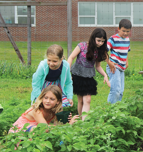 In the Southold Elementary School garden, students not only learn about science; they put their math skills into practice by measuring and planning the garden’s layout. Since they also harvest and sell their produce, Suffolk County Executive Steve Bellone says he’d like to see similar programs implemented in other county schools. From left: second-graders Mae Dominy, Grace Zehil, Alyvia Apparu and Skylar Valderrama. (Credit: Carrie Miller photos)