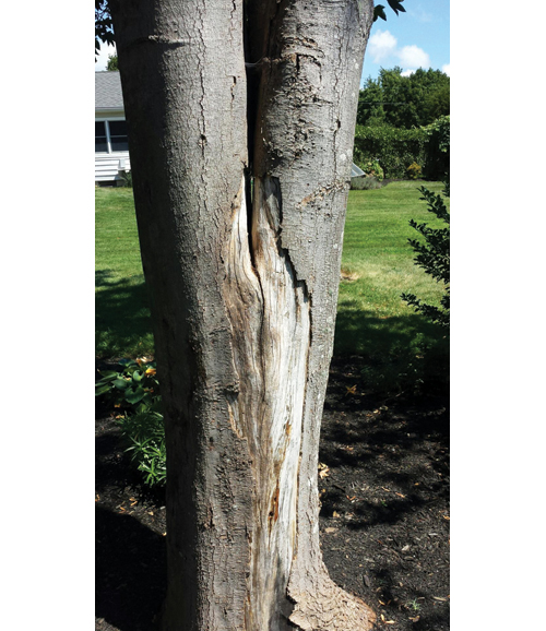 A crack is visible in this Mattituck tree, Mr. Shipman said, making it more vulnerable to damage from high winds or torrential rain. (Credit: Jonathan Shipman)