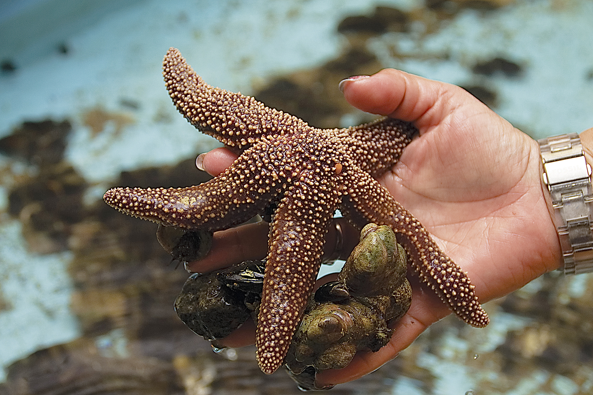 Tracey Marcus, instructor for the marine camp, holds up a starfish. (Credit: Paul Squire)