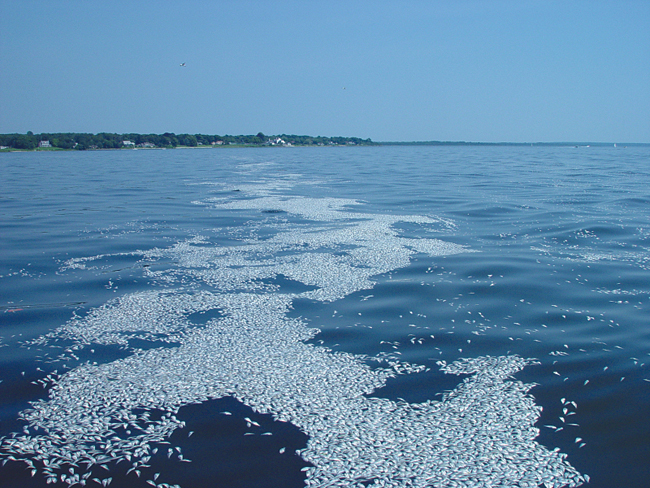 Rhode Island lawmakers were moved to act to restore water quality in area bays after thousands of juvenile fish turned up dead in Greenwich Bay on Aug. 20, 2003. Algal blooms were blamed for the kill. (Credit: Tom Ardito)