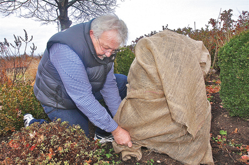 BARBARAELLEN KOCH PHOTO | Dave Cichanowicz, owner of Creative Environments in Peconic, demonstrates the proper way to wrap a boxwood to protect it from winter winds and snow.