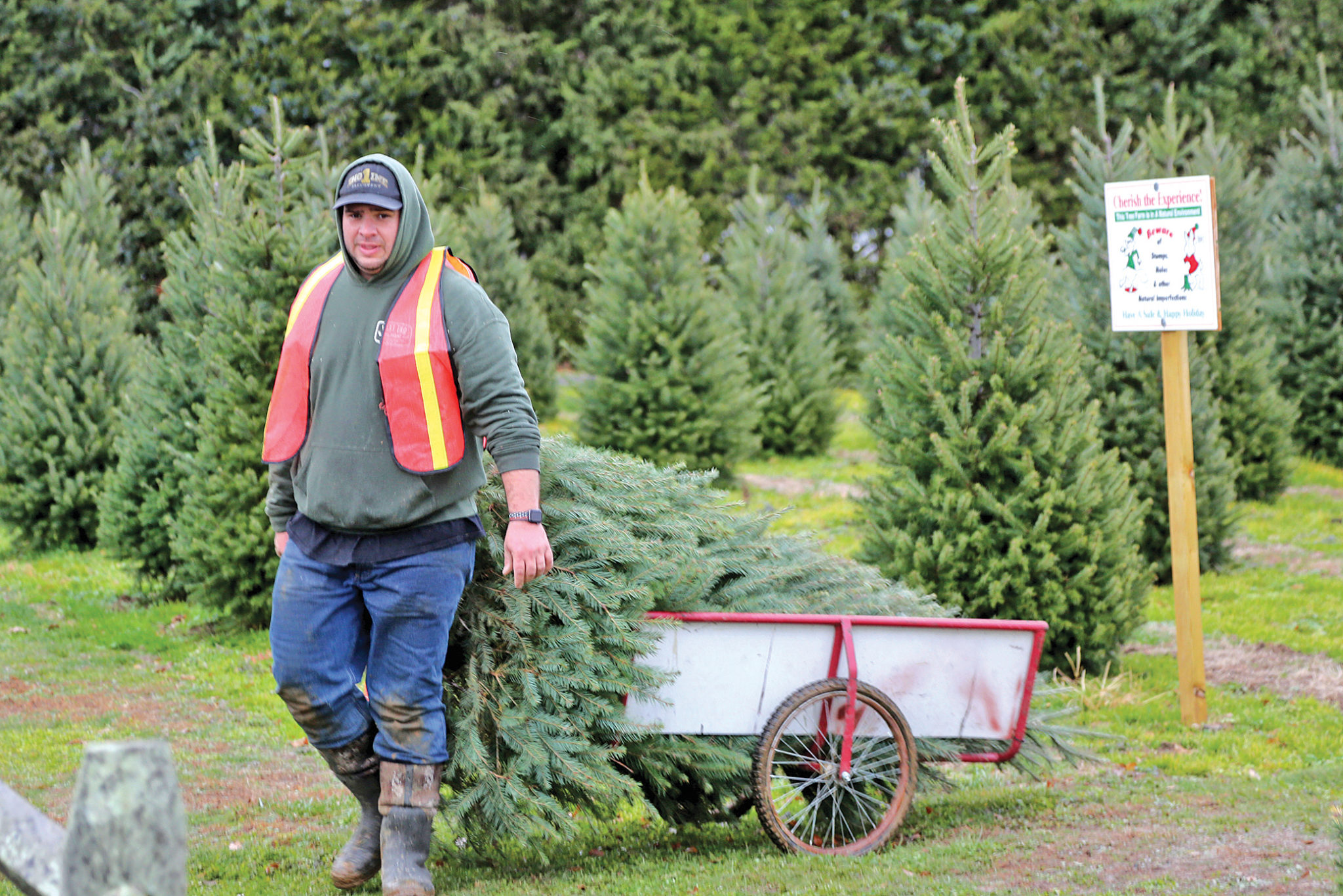 in-the-market-for-a-christmas-tree-prices-might-be-a-bit-higher-this