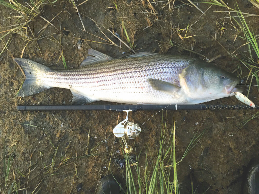 Restrictions tighten on 'keeper' striped bass - The Suffolk Times