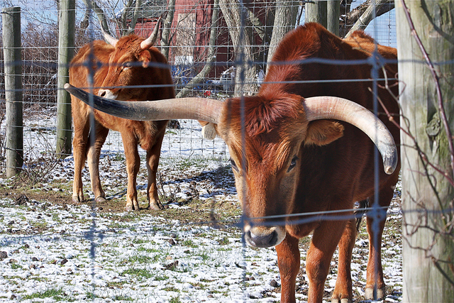 longhorn steer