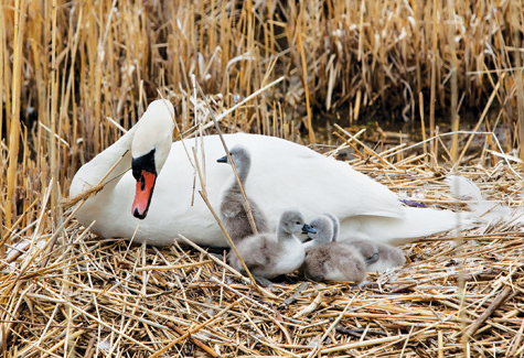 A mute swan mother with her cygnets in East Marion. (Credit: Katharine Schroeder)