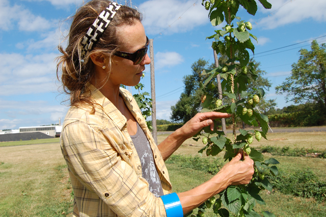 Jaclyn Van Bourgondien examined hops at Farm to pint in Peconic. (Credit: Vera Chinese)