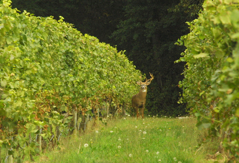 BARBARAELLEN KOCH FILE PHOTO | Southold Town will host a deer management forum Sept. 26. 