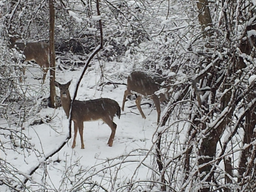 READER PHOTO | Deer in Mattituck on Monday.