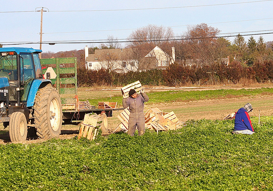 Workers at a farm off Sound Avenue in Riverhead in 2012. (Credit: Barbaraellen Koch, file)
