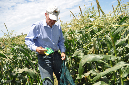 Ed Harbes picking super sweet corn at Harbes Family Farm in Mattituck in July 2013. (Credit: Rachel Young, file)