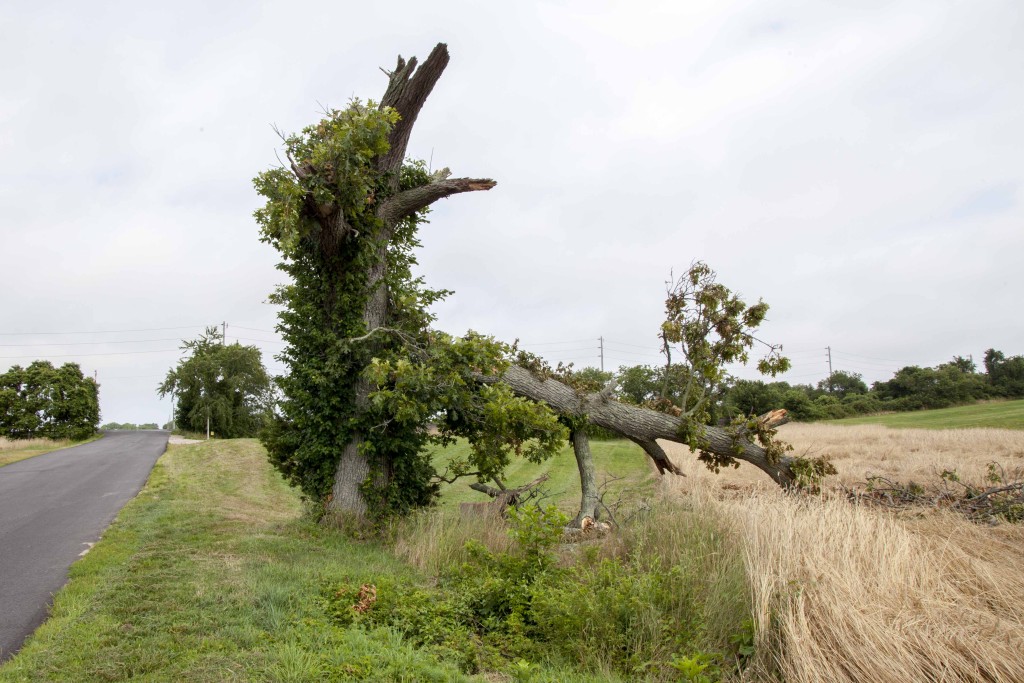 An oak tree on Mill Lane collapsed onto Bill Ruland's rye crop during last week's thunderstorm. (Credit: Chris Lisinski)