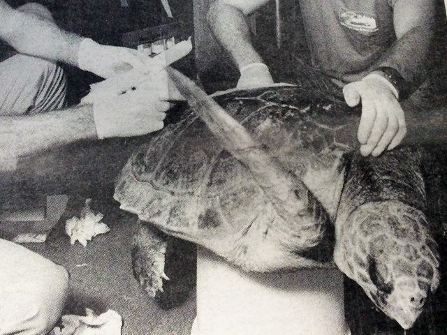 A loggerhead turtle was rescued after it was slashed by a boat propeller in the Long Island Sound 25 years ago this week. (Source: The Suffolk Times, Aug. 3, 1989, photo by Judy Ahrens)