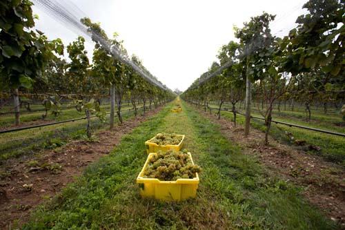 Long-Island-Wine-Country-Harvest-Season