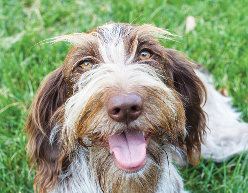 Emme, a 2-year-old Griffon/Brittany spaniel mix, loves to steal socks and shoes. (Credit: Katharine Schroeder)