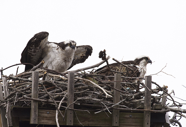 The first Osprey in our neighborhood, Youngs Avenue in Southold. (Credit: John-Paul Stanisic)