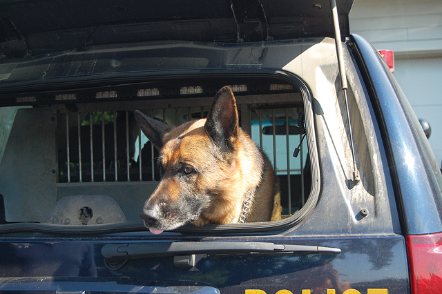 O’Neill, a German shepherd, hangs out in the back of a New York State Police truck. (Credit: Nicole Smith)