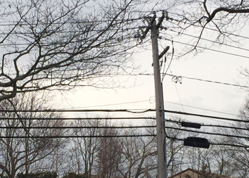 PSEG plans to install wooden utility poles treated with a controversial chemical next month. (Credit: Cyndi Murray)