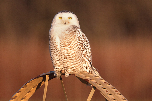 MICHAEL LOTITO PHOTO | The snowy owl is best known for its white feathers and catlike yellow eyes. It’s also the continent’s heaviest owl, weighing between three and six pounds. Adults have a wingspan between four and five feet. They’ve been spotted as far south as Florida. This bird was photographed last month at a Jamesport farm. 