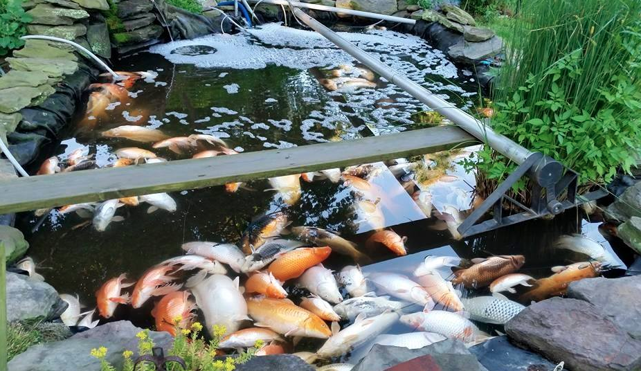 Close to 120 koi died in a Mattituck man's backyard pond after Tuesday night's thunderstorm. (Courtesy photo)