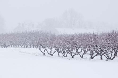 KATHARINE SCHROEDER PHOTO | Snowy trees at Wickham Farm in Cutchogue.