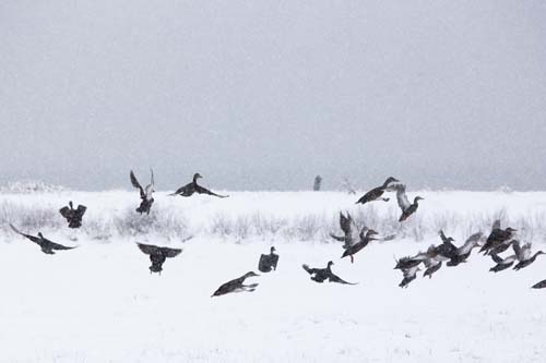 KATHARINE SCHROEDER PHOTO | Startled by the photographer, ducks take flight in New Suffolk.