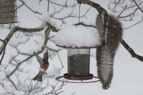 KATHARINE SCHROEDER PHOTO | An acrobatic squirrel snacks from a Cutchogue feeder.