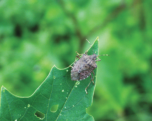 One local expert says stink bugs may become more of an annoyance in years to come.  (Dan Gilrein courtesy)