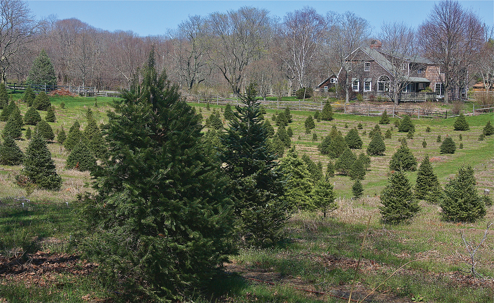 Gene Davion's Mattituck home is surround by 5 acres of Christmas trees,  which he opened to the public 18 years ago as a cut-your-own-tree farm. (Credit: Barbaraellen Koch)