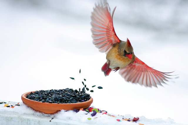 There’s something about seeing a cardinal in the snow that just adds to the bird’s beauty. This January photo from Katharine Schroeder was my favorite art shot of the year. (Credit: Katharine Schroeder)