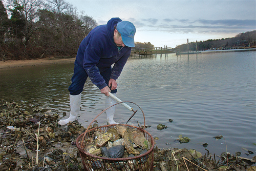 BARBARAELLEN KOCH PHOTO  |  Southold trustee and bayman Jim King harvests oysters and clams in Mattituck Inlet last year.