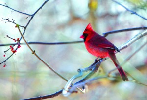 A cardinal creates a splash of color on a winter day at Inlet Pond County Park in Greenport. See other forms of North Fork fauna during Saturday's winter wildlife outing sponsored by North Fork Audubon Society.