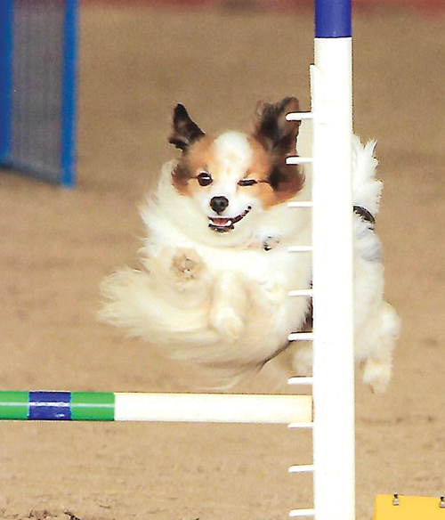 Dallas shown here competing at a competition in Florida. (Credit: Joanne Bridges/Furry Fotography)