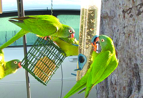 A noisy group of blue-crowned parakeets squabbles at the feeder.