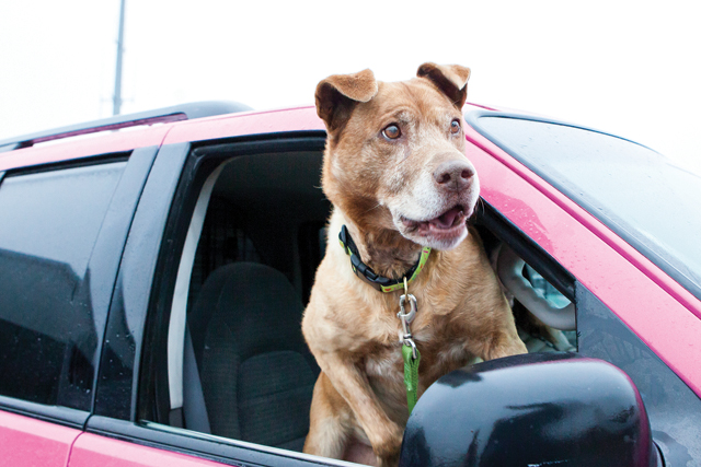 Seeing Cinnie, a 10-year-old dog that had been in the Southold Animal Shelter longer than any other, breathe in the air and feel the rain drops on her trip to her forever home in Morristown, Pa. was incredibly moving. (Credit: Katharine Schroeder) 