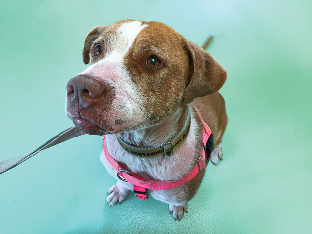 Holly, a 5-year-old mixed breed, waits for a treat in the shelter's classroom. Holly and her daughter, Tay-Tay, both of whom suffered from a severe skin condition and were taken in after their owners became homeless, are now available for adoption. (Credit: Paul Squire)